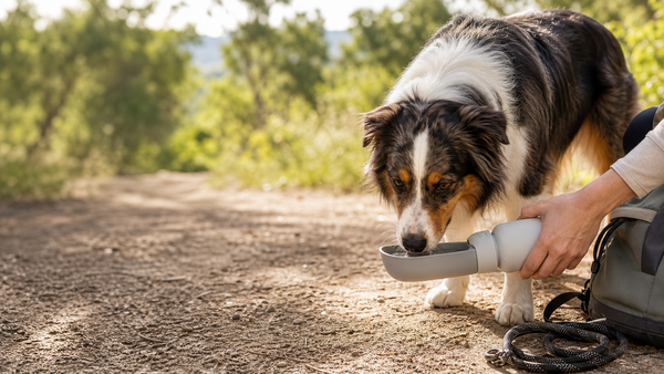Dog drinking from a portable water bottle on a wooded trail