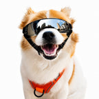 Dog wearing mirrored black goggles and orange harness on a white background