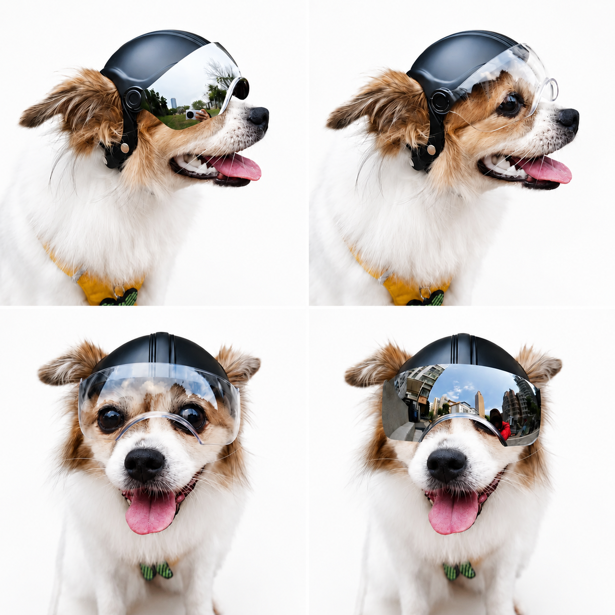 Four-view collage of a small brown and white dog wearing a black helmet with mirrored and clear visors